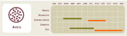 infográfico informativo sobre o calendário agrícola da aveia no Brasil. À esquerda, um ícone representa os