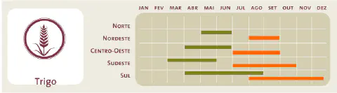 plantio e colheita de trigo