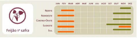 infográfico que apresenta o calendário agrícola para a primeira safra de feijão no Brasil, dividido pelas cinco
