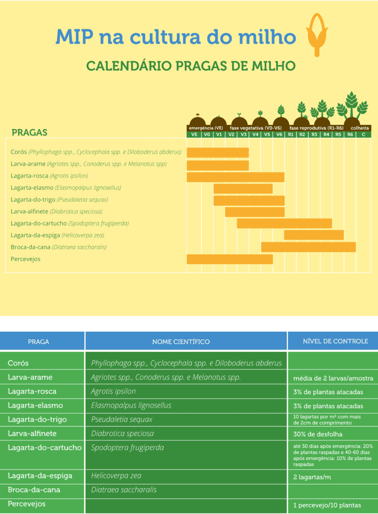 Calendário de Pragas do Milho: Guia de Manejo Integrado infográfico detalhado sobre o Manejo Integrado de Pragas (MIP) na cultura do milho. Dividida em duas seções pri