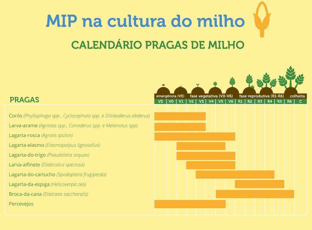 Calendário de Pragas do Milho: Guia de Manejo Integrado infográfico educativo intitulado ‘MIP na cultura do milho: Calendário Pragas de Milho’. Ele funciona como um gu