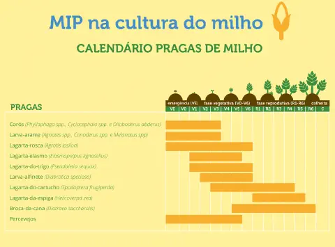 infográfico educativo intitulado 'MIP na cultura do milho: Calendário Pragas de Milho'. Ele funciona como um gu