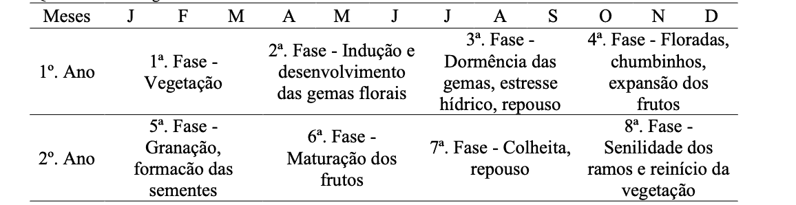 uma tabela que detalha o calendário fenológico de uma cultura com ciclo de produção bienal, distribuído ao lon