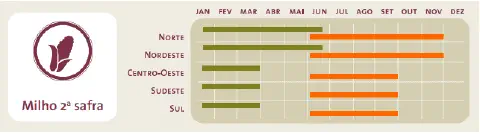 infográfico que funciona como um calendário agrícola para o cultivo do milho 2ª safra (safrinha) no Brasil.