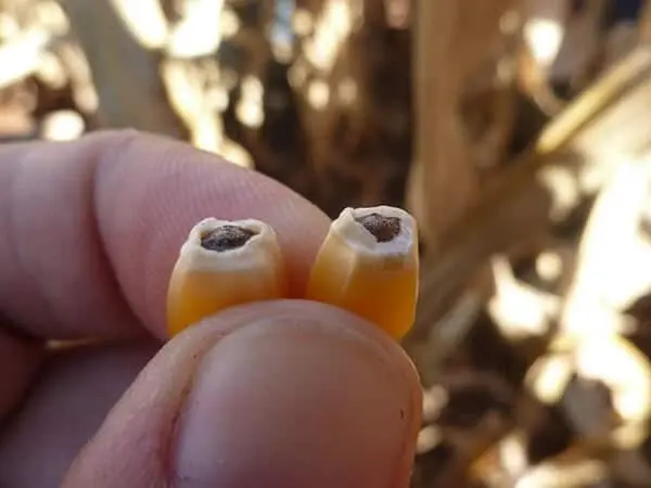 close-up da mão de uma pessoa, provavelmente um agricultor ou agrônomo, segurando dois grãos de milho recém