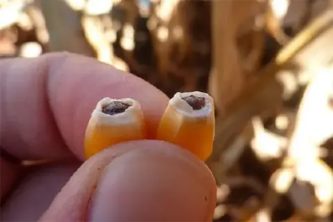 colhedora new holland