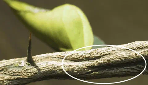 close-up detalhado do ramo de uma planta, provavelmente um citros, como um limoeiro ou laranjeira, evidenci