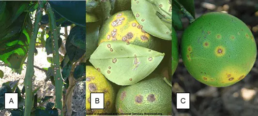 composição de três fotografias, identificadas pelas letras A, B e C, que ilustram de forma detalhada os sintomas do cancro cítrico em diferentes partes de uma planta de citros.