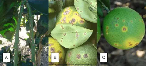 composição de três fotografias, identificadas pelas letras A, B e C, que ilustram de forma detalhada os sintomas do cancro cítrico em diferentes partes de uma planta de citros.