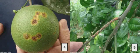 composição de duas fotografias, rotuladas como A e B, que ilustram os sintomas do cancro cítrico em diferentes partes de um citros.