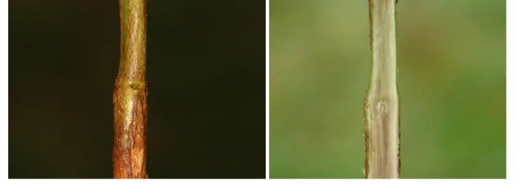Cancro da Haste: Sintomas Externos e Internos na Planta composição de duas fotografias em close-up que comparam a aparência externa e interna de um caule de planta af