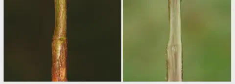 composição de duas fotografias em close-up que comparam a aparência externa e interna de um caule de planta af