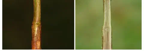 composição de duas fotografias em close-up que comparam a aparência externa e interna de um caule de planta af