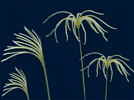 quatro hastes da planta daninha conhecida como capim-amargoso (Digitaria insularis) contra um fundo azul-escuro.