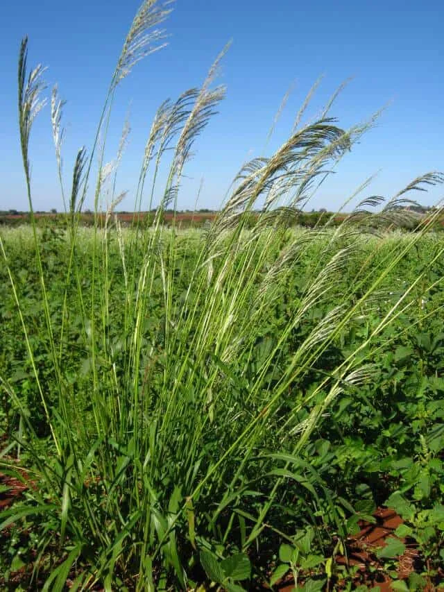 primeiro plano uma touceira de Capim-amargoso (Digitaria insularis), uma planta daninha de grande relevânci