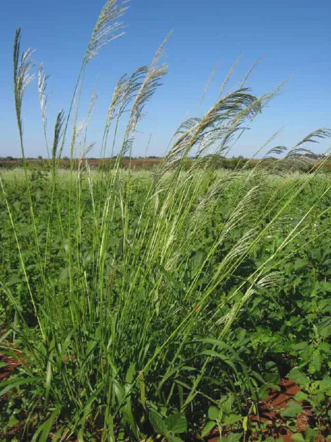 primeiro plano uma touceira de Capim-amargoso (Digitaria insularis), uma planta daninha de grande relevânci