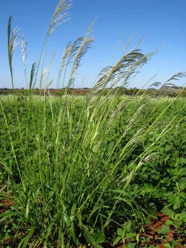 primeiro plano uma touceira de Capim-amargoso (Digitaria insularis), uma planta daninha de grande relevânci