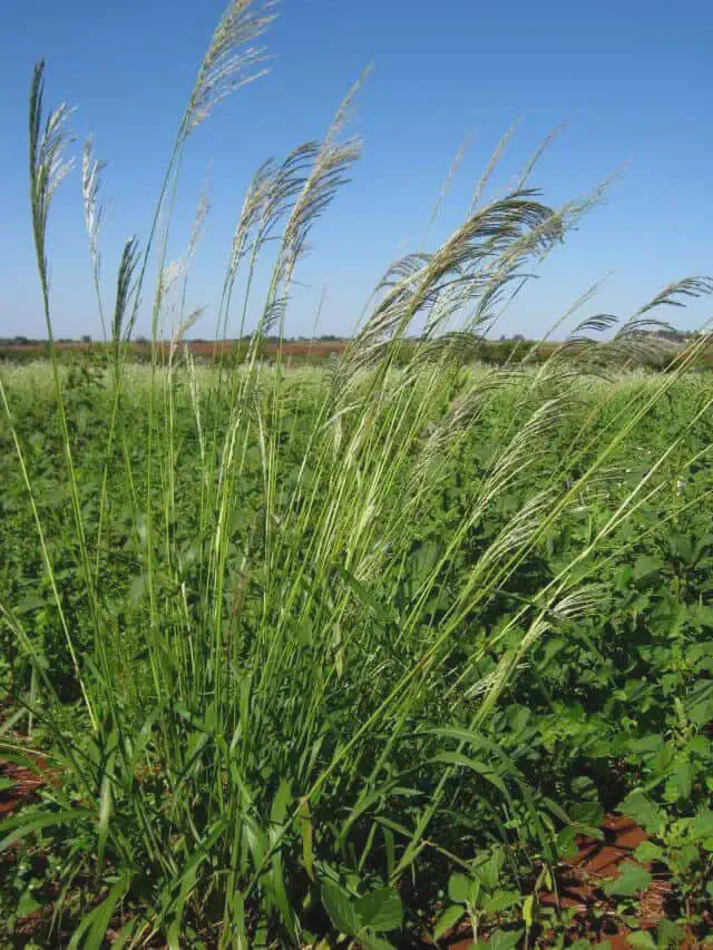 primeiro plano uma touceira de Capim-amargoso (Digitaria insularis), uma planta daninha de grande relevânci