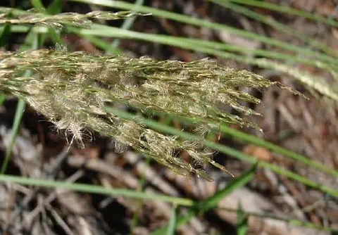 close-up detalhado da inflorescência do Capim-annoni (Eragrostis plana), uma gramínea de origem africana co