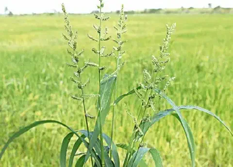 primeiro plano, com foco nítido, uma planta de capim-arroz (Echinochloa crus-galli), uma conhecida planta d