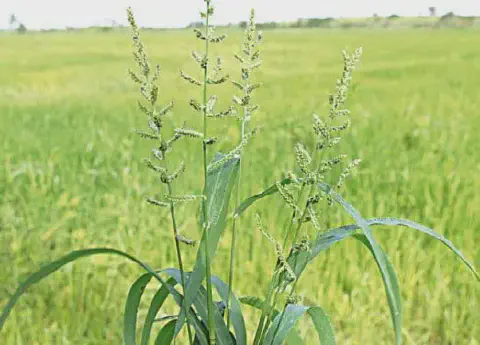 primeiro plano, com foco nítido, uma planta de capim-arroz (Echinochloa crus-galli), uma conhecida planta d