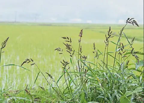 primeiro plano um aglomerado de capim-arroz (Echinochloa spp.), uma planta daninha comum, com suas folhas v