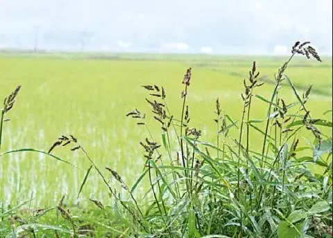 primeiro plano um aglomerado de capim-arroz (Echinochloa spp.), uma planta daninha comum, com suas folhas v
