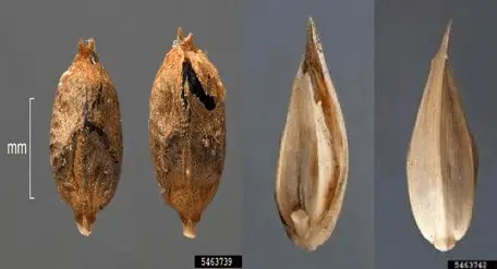 uma análise detalhada em macrofotografia das sementes da planta daninha conhecida como Capim-arroz (Echinochlo