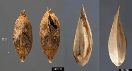 uma análise detalhada em macrofotografia das sementes da planta daninha conhecida como Capim-arroz (Echinochlo