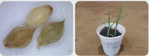 composição de duas fotografias que ilustram as fases iniciais do desenvolvimento da planta daninha capim-arroz