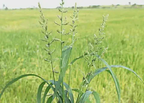 close-up detalhado de uma planta de capim-arroz (gênero Echinochloa), uma conhecida planta daninha, em prim