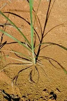 close-up de uma planta daninha, provavelmente da espécie Brachiaria decumbens, conhecida como capim-braquiá
