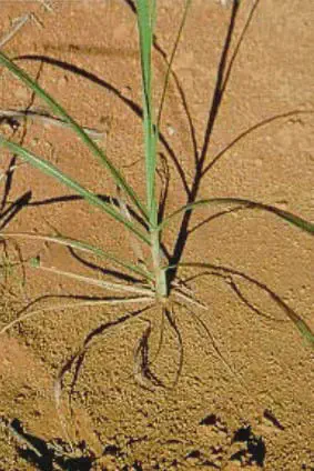 close-up de uma planta daninha, provavelmente da espécie Brachiaria decumbens, conhecida como capim-braquiá
