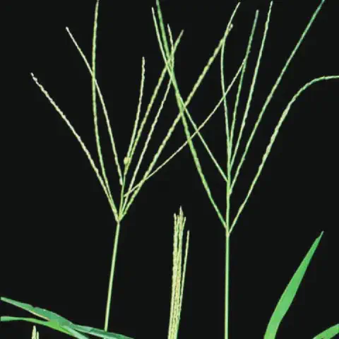 Plantas adultas de capim-colchão (Digitaria horizontalis)