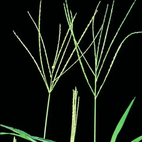 Plantas adultas de capim-colchão (Digitaria horizontalis)