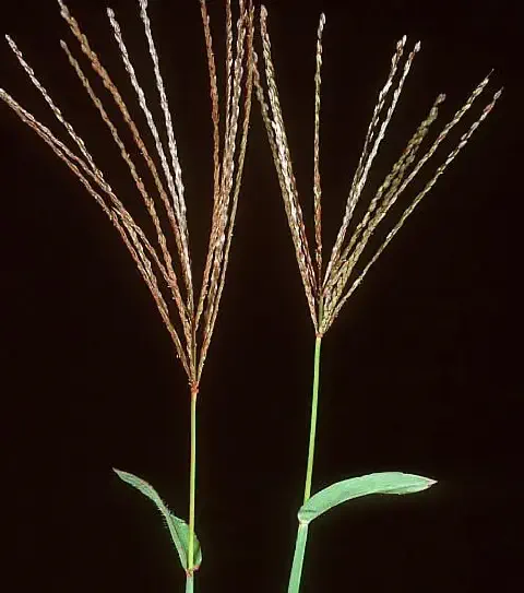 Capim-colchão (Digitaria)