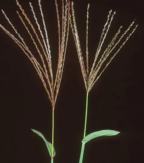 Capim-colchão (Digitaria)