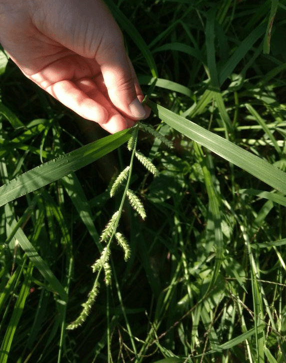 primeiro plano a mão de uma pessoa segurando a inflorescência de uma planta, que se destaca contra um fundo