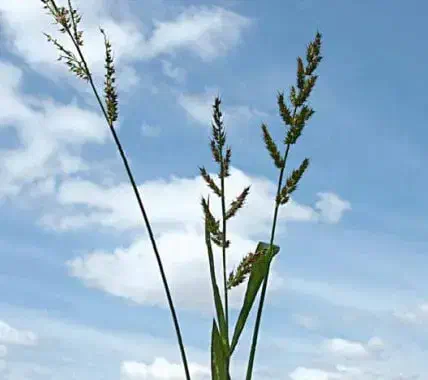 close-up de uma planta de Capim-massambará (Sorghum halepense), vista de baixo para cima contra um céu azul