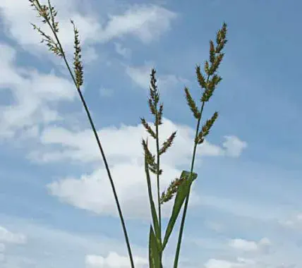 close-up de uma planta de Capim-massambará (Sorghum halepense), vista de baixo para cima contra um céu azul
