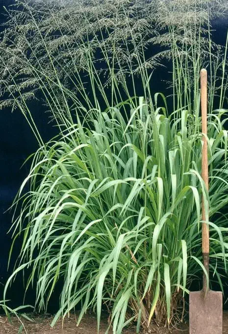 Plantas adultas de capim-colonião (Panicum maximum)