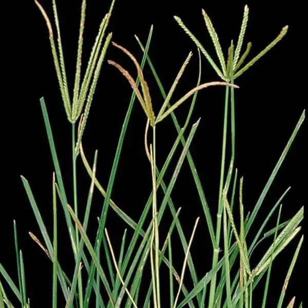 close-up a planta daninha conhecida como capim-pé-de-galinha (Eleusine indica), isolada contra um fundo pre