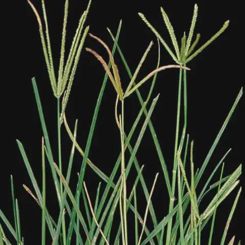 close-up a planta daninha conhecida como capim-pé-de-galinha (Eleusine indica), isolada contra um fundo pre