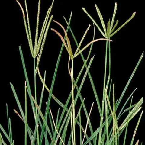 close-up a planta daninha conhecida como capim-pé-de-galinha (Eleusine indica), isolada contra um fundo pre