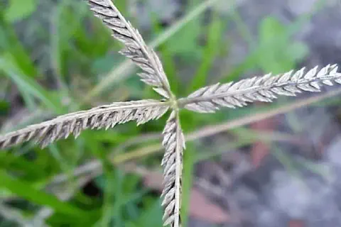 close-up detalhado da inflorescência da planta daninha conhecida como capim-pé-de-galinha (*Eleusine indica