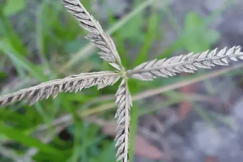 close-up detalhado da inflorescência da planta daninha conhecida como capim-pé-de-galinha (*Eleusine indica