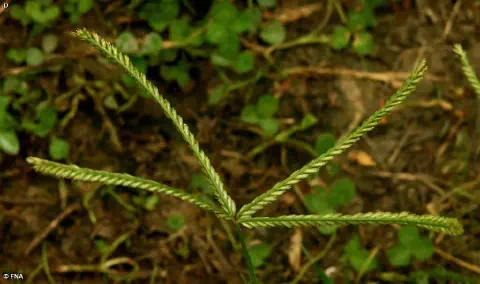 close-up detalhado da inflorescência do capim-pé-de-galinha (Eleusine indica), uma planta daninha comum em