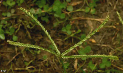 close-up detalhado da inflorescência do capim-pé-de-galinha (Eleusine indica), uma planta daninha comum em