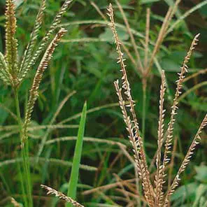 close-up detalhado da planta daninha conhecida como capim-pé-de-galinha (Digitaria spp.). Em primeiro plano