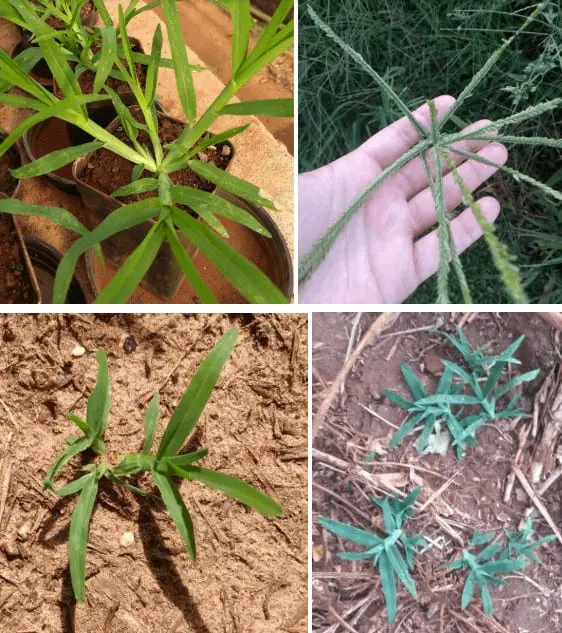 Esta imagem é uma colagem de quatro fotografias que ilustram diferentes estágios e características da planta daninha conhecid
